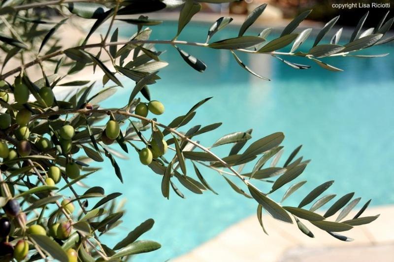 Les Hotes De La Combe Mouis Creissan Εξωτερικό φωτογραφία
